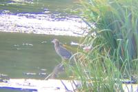 Nycticorax nycticorax