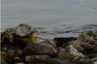 Motacilla cinerea