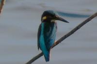 Alcedo atthis