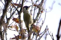 Picus viridis