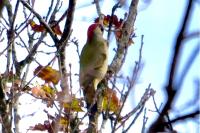 Picus viridis
