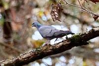Columba oenas