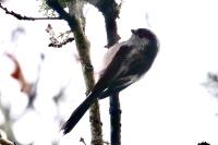 Aegithalos caudatus