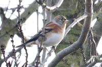 Fringilla montifringilla