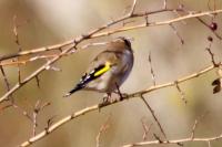 Carduelis carduelis