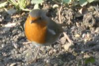 Erithacus rubecula