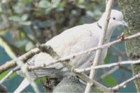 Streptopelia decaocto