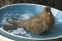 Turdus merula