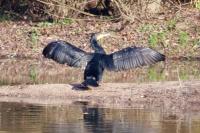 Phalacrocorax carbo
