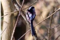 Aegithalos caudatus