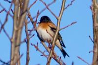 Fringilla montifringilla