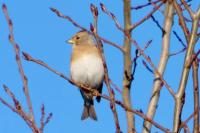 Fringilla montifringilla