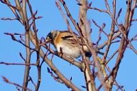 Fringilla montifringilla
