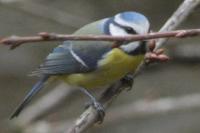 Cyanistes caeruleus