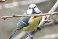 Cyanistes caeruleus