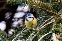Cyanistes caeruleus