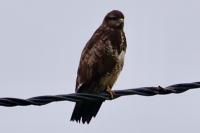 Buteo buteo