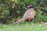 Phasianus colchicus