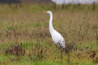 Ardea alba