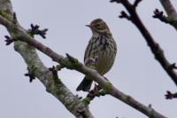 Anthus pratensis
