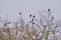 Sturnus vulgaris