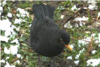 Turdus merula
