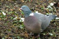 Columba palumbus