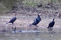 Phalacrocorax carbo