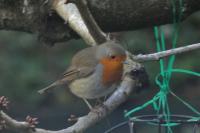 Erithacus rubecula