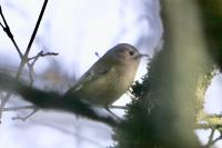 Regulus regulus