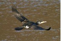 Phalacrocorax carbo
