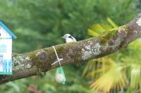 Dendrocopos medius