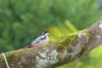 Dendrocopos medius