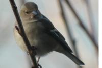 Fringilla coelebs