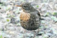 Turdus merula
