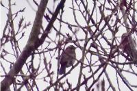 Turdus iliacus