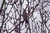 Turdus iliacus