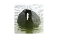 Fulica atra