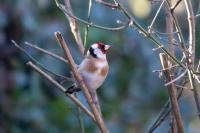 Carduelis carduelis