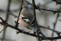 Fringilla coelebs