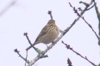Anthus pratensis