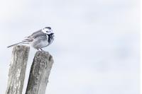 Motacilla alba