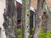 Dendrocopos