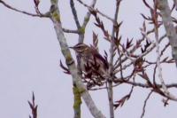 Turdus iliacus