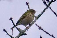 Anthus pratensis