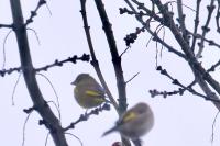 Chloris chloris