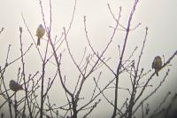 Emberiza cirlus