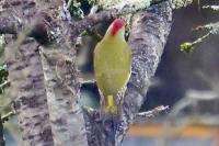 Picus viridis