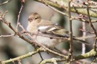 Fringilla coelebs