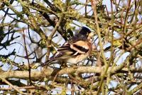 Fringilla montifringilla